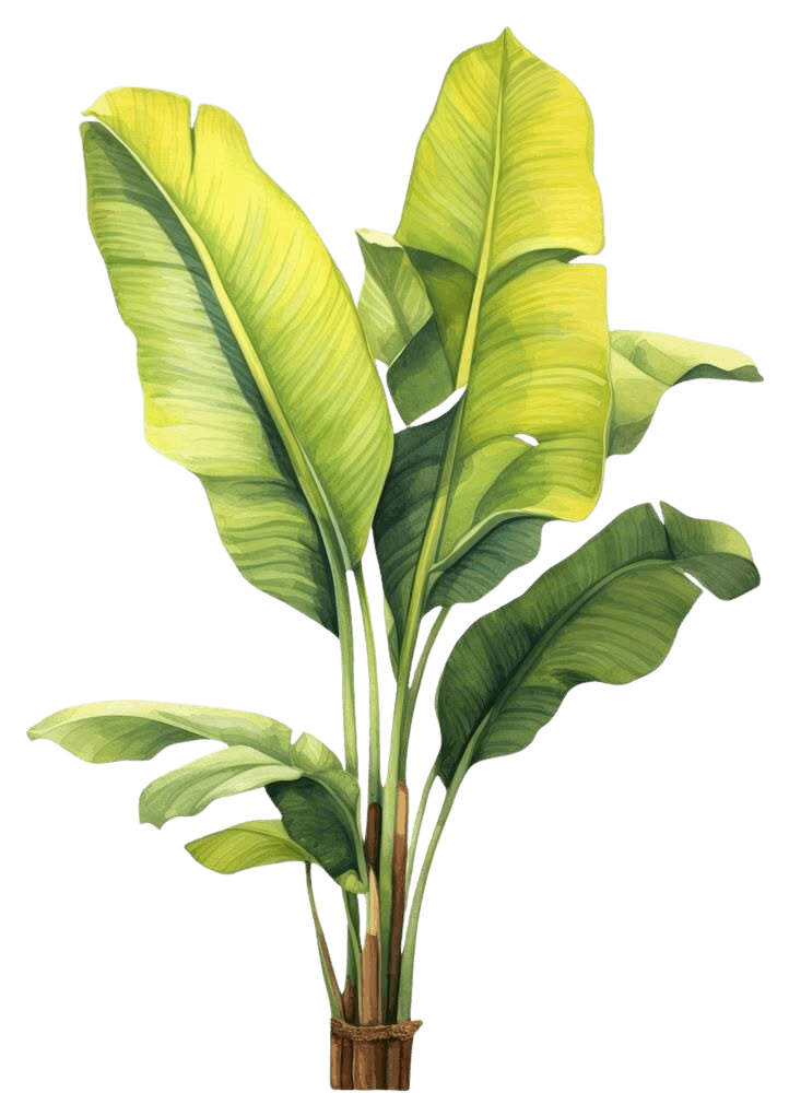 Banana Plant Left