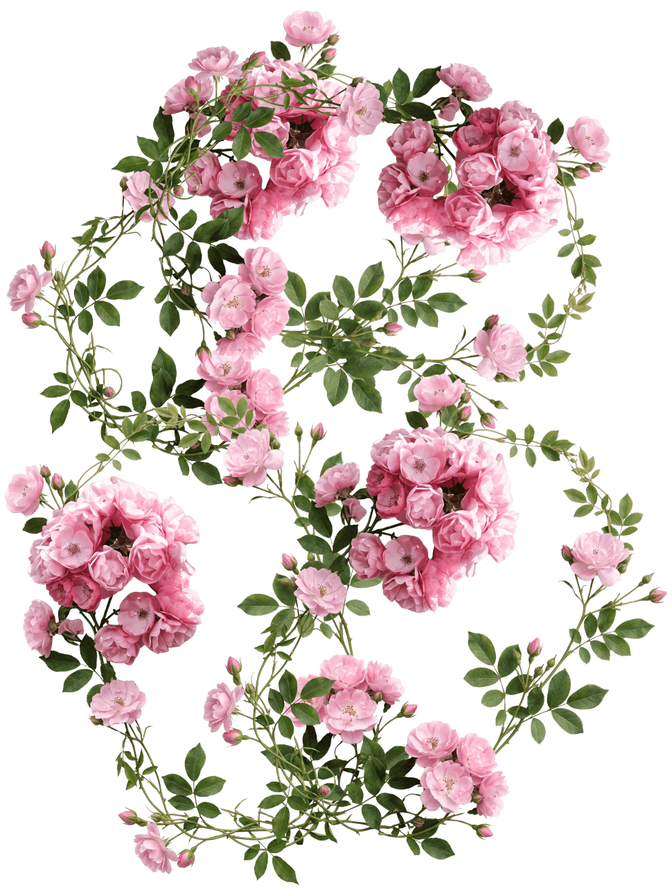 Roses Background Frame